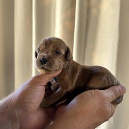 Willie - Red  male Goldendoodle puppy in China Grove, North Carolina from Lasting Legacy Family Dogs
