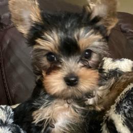 Sydney - Black and gold female Yorkshire Terrier puppy in Owensville, Indiana from Endeavor Yorkshire Terriers