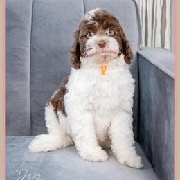 Mykonos - Brown and white male Cockapoo puppy in Connersville, Indiana from Deaz Doodle Ranch