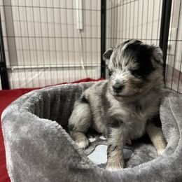 Pomsky Puppies from Michelle's Pomskies
