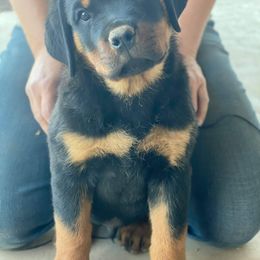 Rottweiler Puppies from Gottlïchen Rottweilers