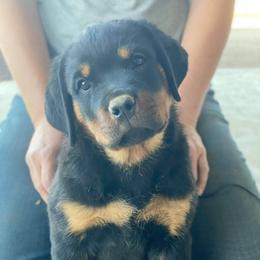 Rottweiler Puppies from Gottlïchen Rottweilers