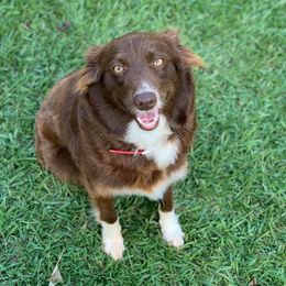 Australian Shepherds from Double A Aussies