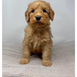 Kalamata - Red male Australian Labradoodle puppy in Sacramento, California from Little Farmstead Labradoodles