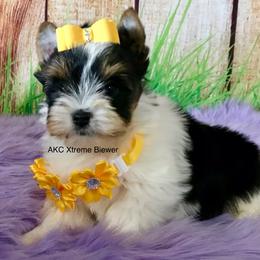 Girl 4 - Black tan and white female Biewer Terrier puppy in Jonestown, Pennsylvania from AKC Xtreme Biewer Terriers...