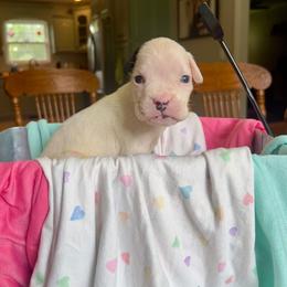 Athena - White female Boxer puppy in Henderson, Tennessee from Vom Broadvalley