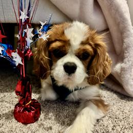 Cavalier King Charles Spaniel Puppies from Cane Creek Cavaliers