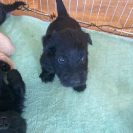 Red collar - Black male Scottish Terrier puppy in Brule, Nebraska from Scottyland Yard