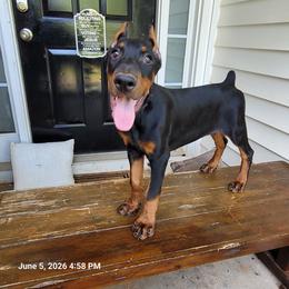 Hummer - Black and rust male Doberman Pinscher puppy in Mc Donough, Georgia from Davis Doberman Pinschers