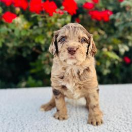 Rose - Merle female Labradoodle puppy in Elizabeth City, North Carolina from Howdy Doodles