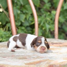 Hazel - Chocolate and tan female Dachshund puppy in Salters, South Carolina from Long-Pine Dachshund