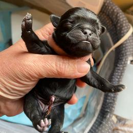 Black girl 2 - Black female Pug puppy in Onalaska, Washington from Cupid’s Pugs