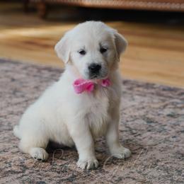 Miss Pink - Light golden female Golden Retriever puppy in Bedford, Indiana from Indiana Goldens