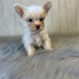 Yorkshire Terrier Puppies from Small paws