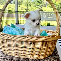 Chihuahua puppies from Bayberry Chihuahuas