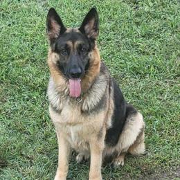 German Shepherds from Katherine's German Shepherd Dogs