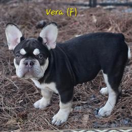 Vera - Black and tan female French Bulldog puppy in East Berlin, Pennsylvania from Stoney Point Frenchies