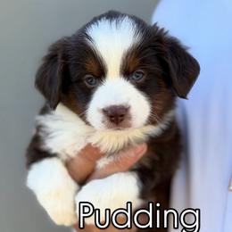 Pudding - Red tri-color female Miniature American Shepherd puppy in Riverton, Utah from Iron Spirit Homestead & Aussies