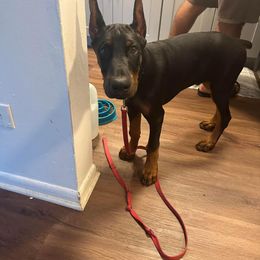 Doberman Pinscher Puppies from JM Dobermans