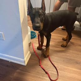 Doberman Pinscher Puppies from JM Dobermans