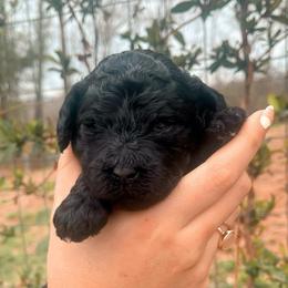 Beau - Black male Goldendoodle puppy in North Carolina from Tuxedo Mountain Doodles