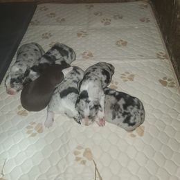 Australian Shepherd Puppies from Lone Tree Aussies