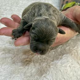 Female - Blue female Staffordshire Bull Terrier puppy in Lakeland, Florida from Blueline Staffords