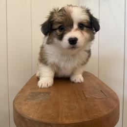 Rumi- AKC fluffy female - White and red female Pembroke Welsh Corgi puppy in Red Bluff, California from Wilder Ranch Corgis