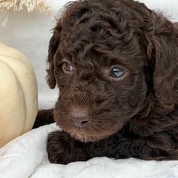 Lilac Paws - Chocolate female Goldendoodle puppy in Rush, New York from Care Bear Puppies