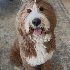 Bernedoodle, Goldendoodle, and Golden Mountain Doodle Puppies from Sonoran Standard Doodles