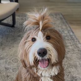 Bernedoodle, Goldendoodle, and Golden Mountain Doodle Puppies from Sonoran Standard Doodles