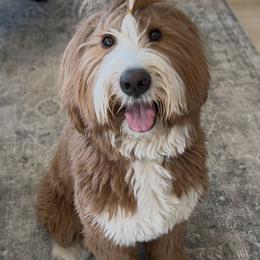 Bernedoodle, Goldendoodle, and Golden Mountain Doodle Puppies from Sonoran Standard Doodles