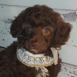Poodles from PacificNWPups