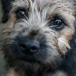 Border Terriers from Glenbarr Border Terriers