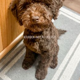 Yona Leigh - Goldendoodle