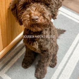 Yona Leigh - Goldendoodle
