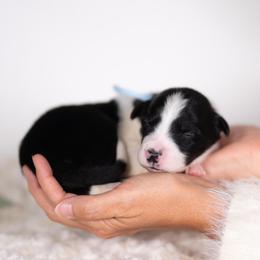 Stardust - Black and white male Border Collie puppy in Conway, Missouri from 2J 2K Border Collies | Maremma Sheepdogs