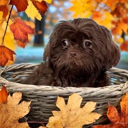 Nash - Chocolate male Shih Tzu puppy in Tallahassee, Florida from Bows and Bow Ties