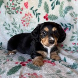 Honey (purple) - Black and tan female Dachshund puppy in Paoli, Oklahoma from Dobbins Dachshunds