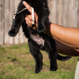 Girl 3 - Black female German Shepherd puppy in Tamiami, Florida from Vom MontHaus