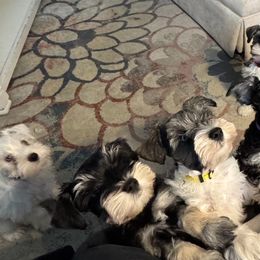 Miniature Schnauzers from kathi burke