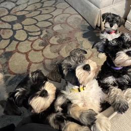 Miniature Schnauzers from kathi burke