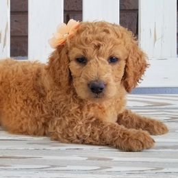 Goldendoodle, Labradoodle, and Poodle Puppies from Don't Forget to Doodle