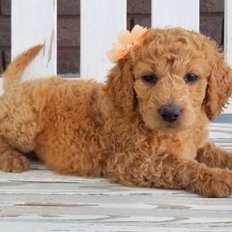 Goldendoodle, Labradoodle, and Poodle Puppies from Don't Forget to Doodle