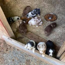Aussiedoodle and Australian Shepherd Puppies from RoseWest Farms
