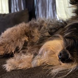 Miniature Schnauzers from Barbara's Miniature Schnauzers