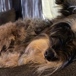 Miniature Schnauzers from Barbara's Miniature Schnauzers