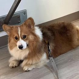 American Corgis and Pembroke Welsh Corgis from Country View Enchanted Corgis