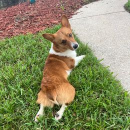 Rover - Pembroke Welsh Corgi