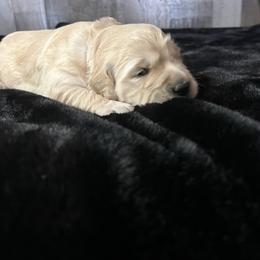 Maya - Golden female Golden Retriever puppy in Adair, Oklahoma from Rejoice Retrievers